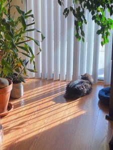 Truffle - Long Live The Only Cat I Will Ever Own 2 20220621 8