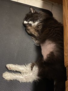 Truffle - Long Live The Only Cat I Will Ever Own 15 20220621 9