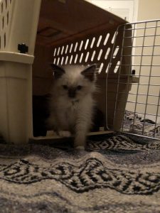 Takao Rai - Welcome Home