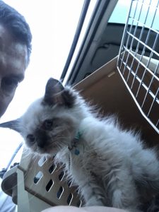 Takao Rai - Welcome Home