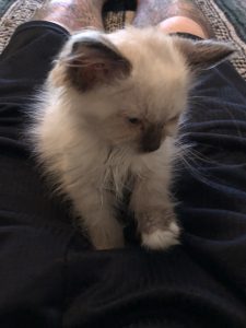 Takao Rai - Welcome Home