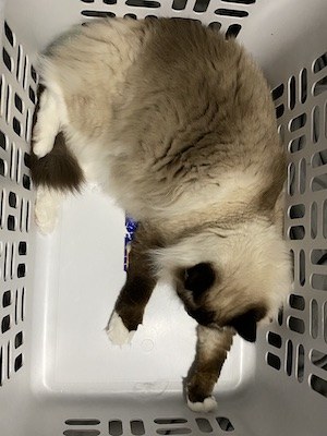 Happy 5th Birthday Takao Rai |v2023 1 Takao naping in the laundry basket. 5yo!!!